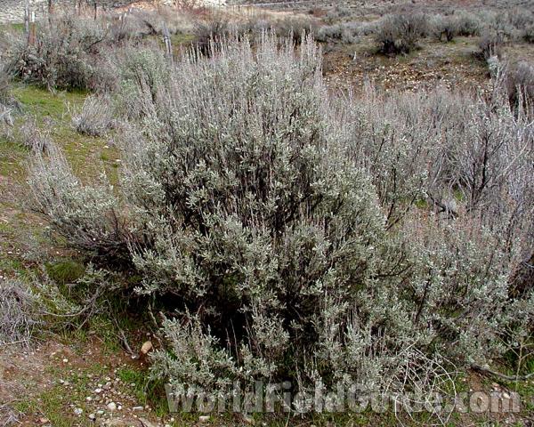 Habitat<br>(Location of Picture: Okanogan, Washington, USA)