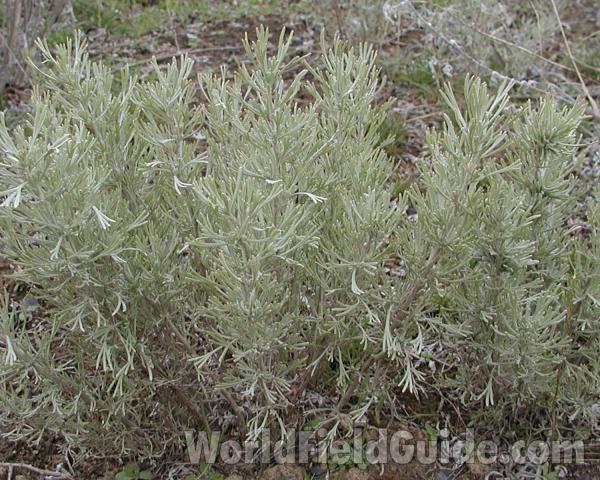Habitat - Alternate View<br>(Location of Picture: Okanogan, Washington, USA)