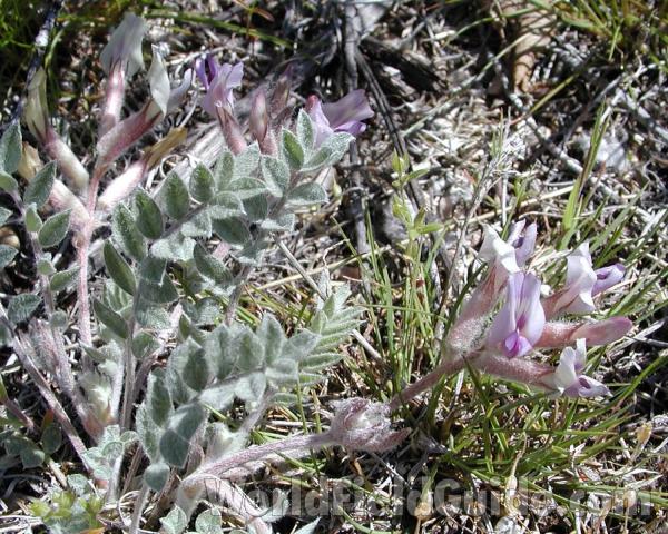 Habitat<br>(Location of Picture: Omak Lake, Washington, USA)