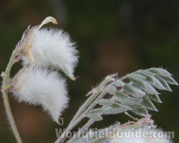 Wooly Pod<br>(Location of Picture: Washburn, Washington, USA)