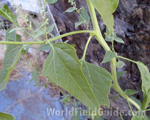 Leaves<br>(Location of Picture: Okanogan, Washington, USA)