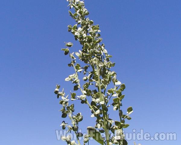 Top Of Plant<br>(Location of Picture: Okanogan, Washington, USA)