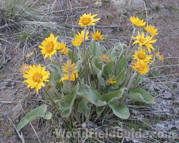 Habitat<br>(Location of Picture: Okanogan, Washington, USA)