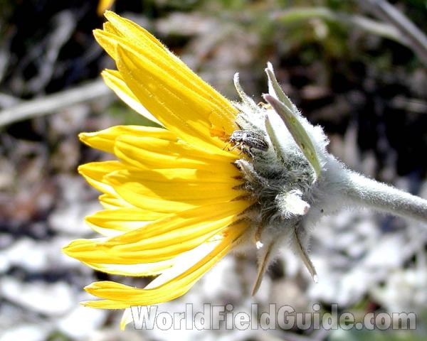 Flower - Side View<br>(Location of Picture: Okanogan, Washington, USA)