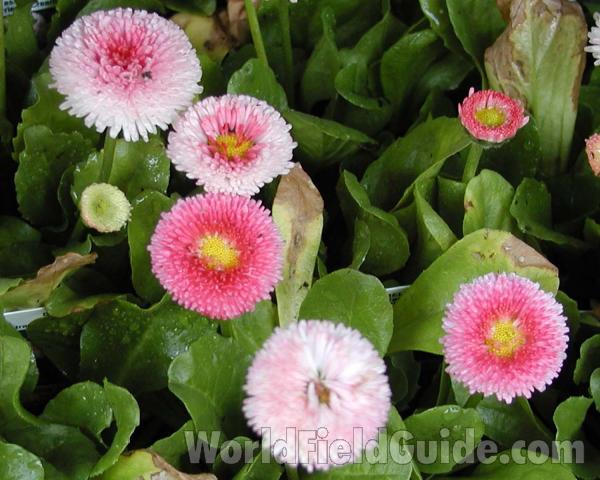 Flowers<br>(Location of Picture: Manito Garden, Washington, USA)