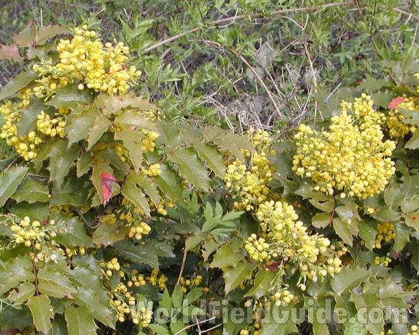 Top Of Plant<br>(Location of Picture: Washington, USA, 2003)