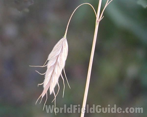 Seed Head<br>(Location of Picture: Okanogan, Washington, USA)