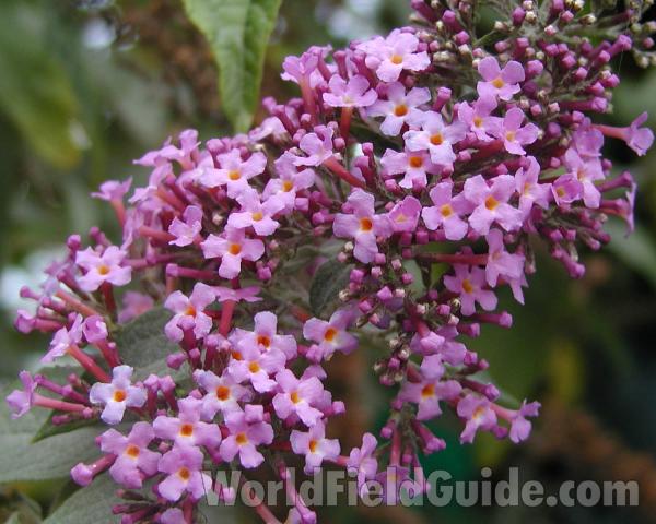Flower Raceme<br>(Location of Picture: Seattle, Washington, USA)