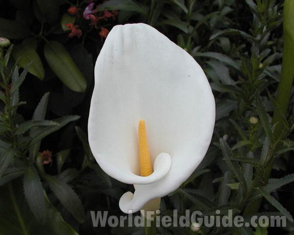 Flower - Front View<br>(Location of Picture: Garden, Seattle, Washington, USA)
