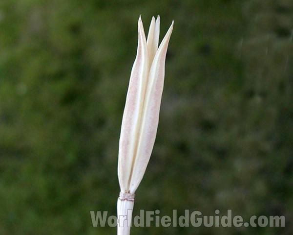 Flower Bud<br>(Location of Picture: Okanogan,w Ashington, USA)