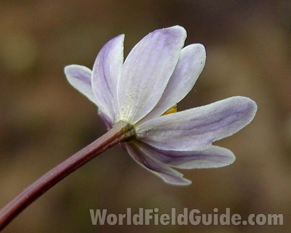 Flower - Back View<br>(Location of Picture: Cascade Mountains, Washington, USA)
