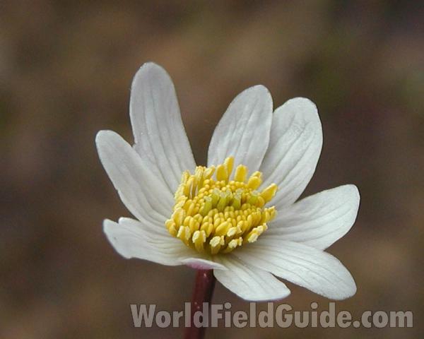 Flower<br>(Location of Picture: Cascade Mountains, Washington, USA)