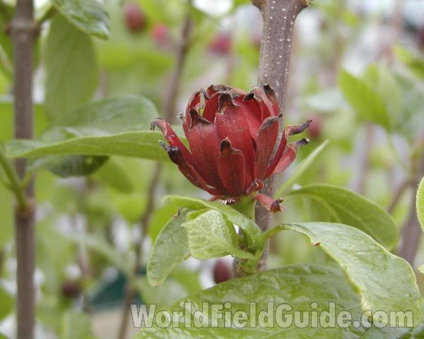 Flower<br>(Location of Picture: Manito Garden, Washington, USA)