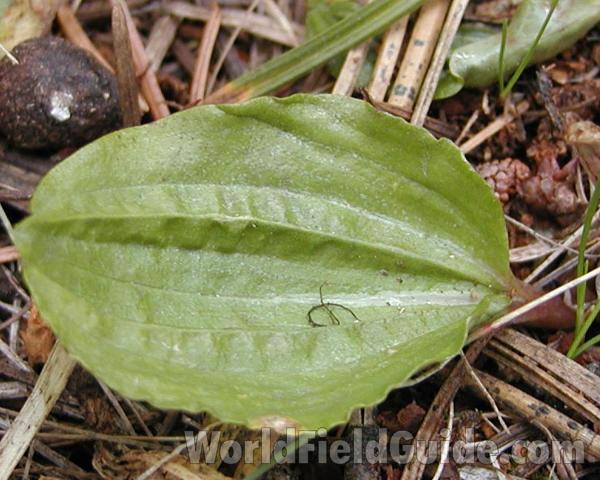 Leaf<br>(Location of Picture: Conconully, Washington, USA,2003)