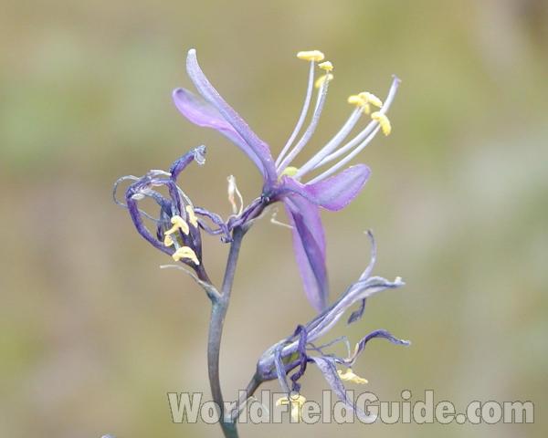 Flower - Side View<br>(Location of Picture: Spokane, Washington, USA)
