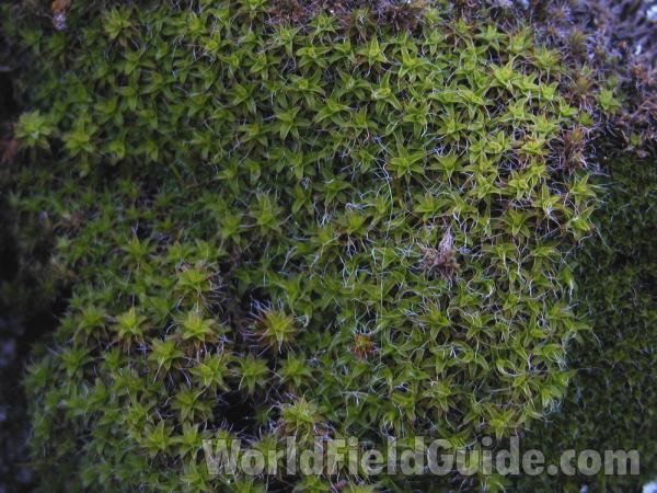 Habitat<br>(Location of Picture: Conconully, Washington, USA)