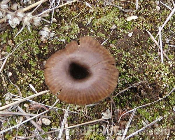 Top View<br>(Location of Picture: Washington, USA)