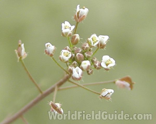 Flowers<br>(Location of Picture: Okanogan, Washington, USA)