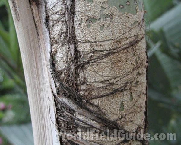 Bark<br>(Location of Picture: Manito Garden, Washington, USA)