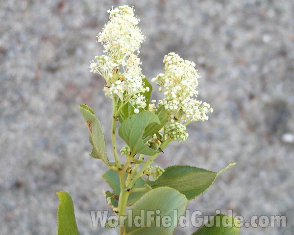 Top Of Plant<br>(Location of Picture: Neville, Washington, USA)