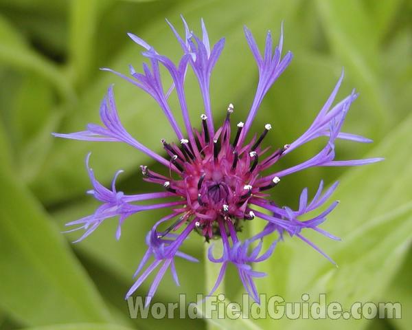 Flower - Top View<br>(Location of Picture: Blewitt Pass, Washington, USA)