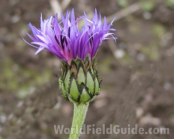Emerging Flower<br>(Location of Picture: Blewitt Pass, Washington, USA)