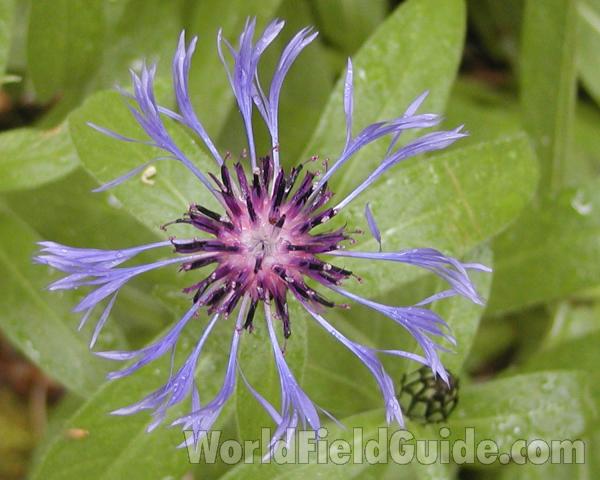 Flower - Top View<br>(Location of Picture: Blewitt Pass, Washington, USA)