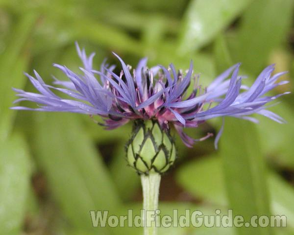 Flower - Side View<br>(Location of Picture: Blewitt Pass, Washington, USA)