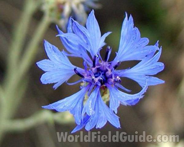 Flower<br>(Location of Picture: Okanogan, Washington, USA)