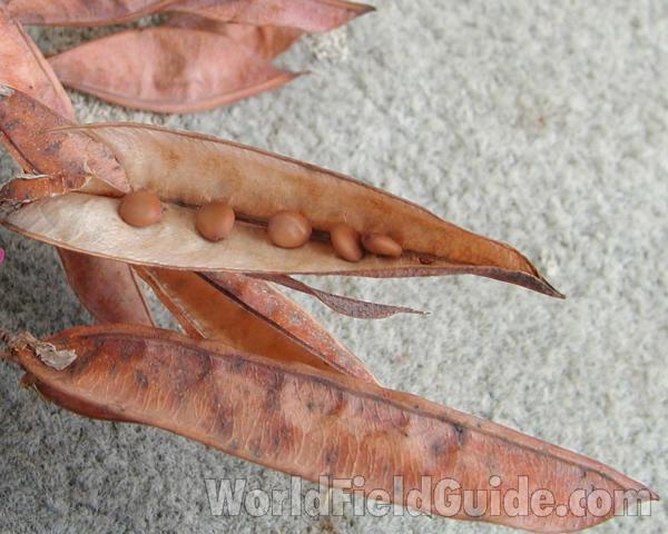 Pods<br>(Location of Picture: Garden, Okanogan, Washington, USA)