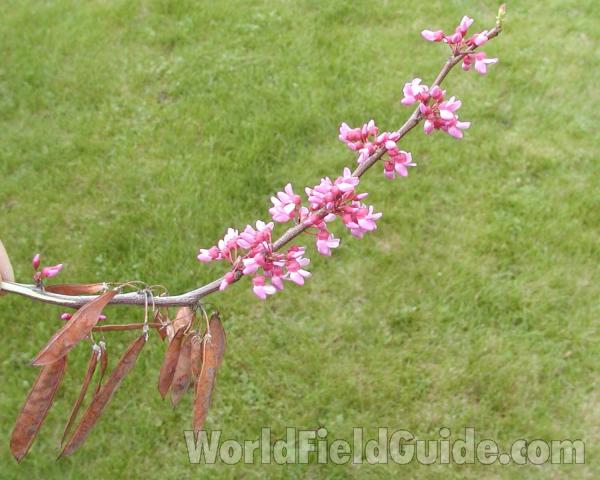 Flowers and Pods<br>(Location of Picture: Garden, Okanogan, Washington, USA)