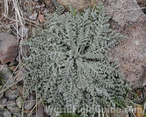 Habitat<br>(Location of Picture: Washington, USA)