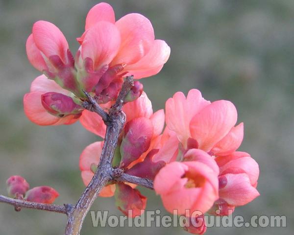 Flowers<br>(Location of Picture: Garden, Okanogan, Washington, USA)