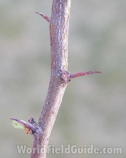 Thorns<br>(Location of Picture: Garden, Okanogan, Washington, USA)