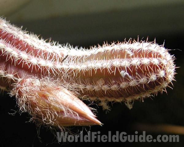Bud and Stem<br>(Location of Picture: Manito Garden, Washington, USA)