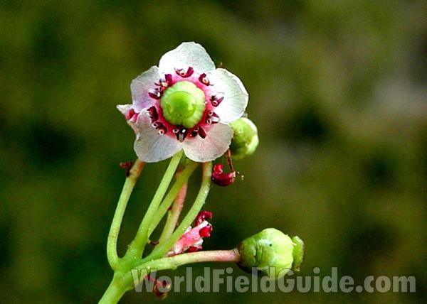 Flower<br>(Location of Picture: Conconully, Washington, USA)