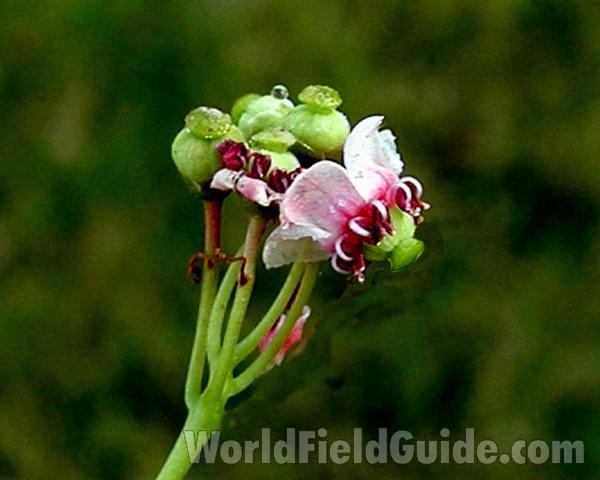 Flower - Side View<br>(Location of Picture: Conconully, Washington, USA)