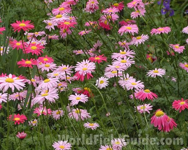 Flowers<br>(Location of Picture: Garden, Okanogan, Washington, USA)