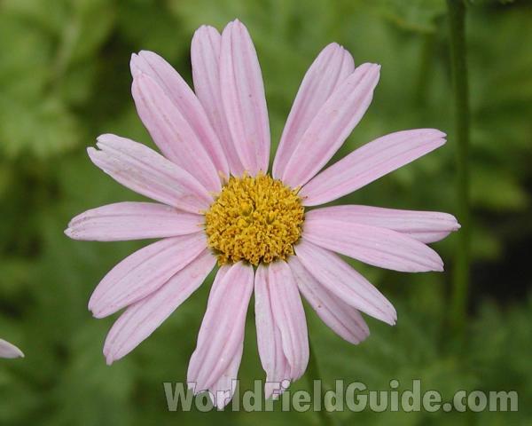 Pink Fower<br>(Location of Picture: Okanogan, Washington, USA, 2003)