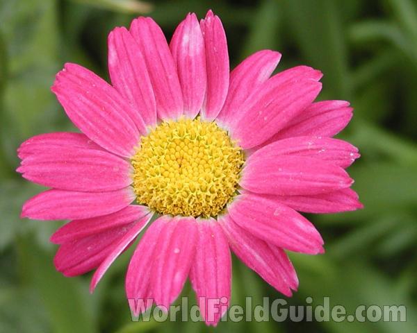 Red Flower<br>(Location of Picture: Okanogan, Washington, USA, 2003)