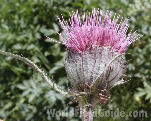 Flower - Side View<br>(Location of Picture: Cascade Mountains, Washington, USA)