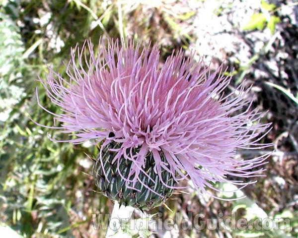 Flower - Side View<br>(Location of Picture: Washington, USA)