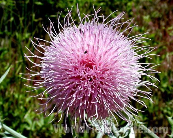 Flower<br>(Location of Picture: Washington, USA)