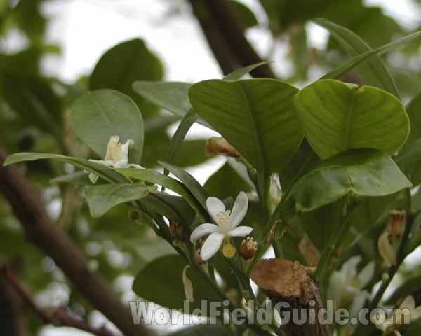 Top Of Plant<br>(Location of Picture: Manito Garden,  washington, USA)