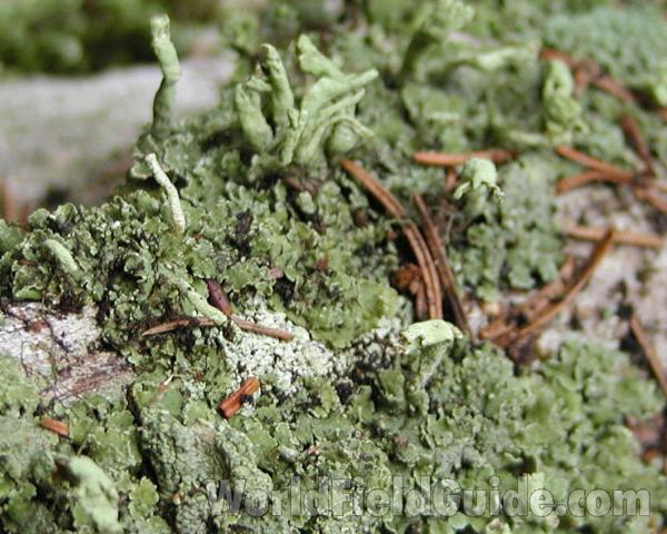 Close View<br>(Location of Picture: Conconully, Wa, USA, 2006)<br>(Location of Picture: Cascade Mountains, Washington, USA)