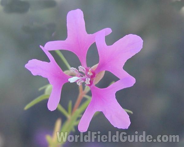Flower<br>(Location of Picture: Spokane, Washington, USA 2003)