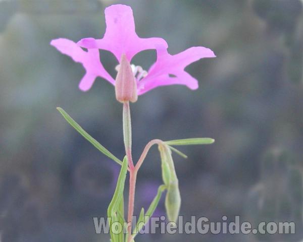 Top Of Plant<br>(Location of Picture: Spokane, Washington, USA, 2003)
