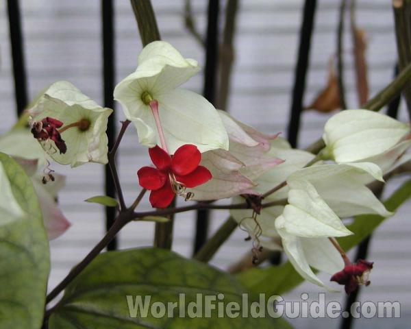 Flowers<br>(Location of Picture: Garden, Wa, USA, 2003)