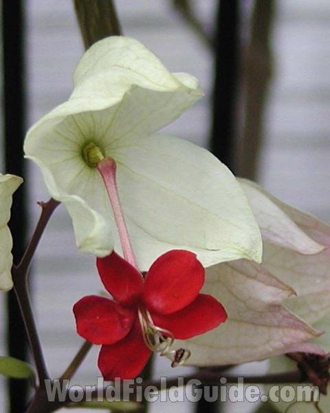 Flower<br>(Location of Picture: Garden, Wa, USA, 2003)