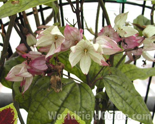 Flowers<br>(Location of Picture: Garden, Wa, USA, 2003)